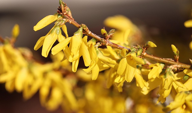 Fra vildskab til velplejet: Guide til din forsythia