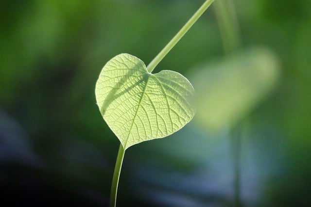 Miljøvenlig afsked: Grønne alternativer hos bedemanden